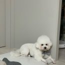 멍뜰리에 이미지