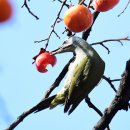 딱따구리 이미지