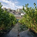 우주농장 이미지