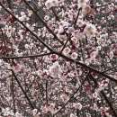 나라족발보쌈 | 아차산 등산 맛집 | 막국수 서비스 족발 맛집 아차산 족발 보쌈 맛집 단백질 충전 후기