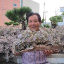 다육세상 이미지