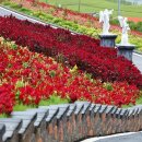 섬 맨드라미 축제 이미지