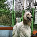 퍼피프린스 네이버블로그