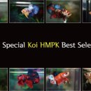 비제이팜 이미지