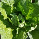 증평농약사 이미지