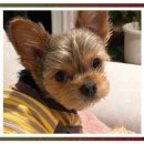 샴푸하는 강아지 | 반려동물 샴푸 추천 진짜 후기 강아지가 웃어요 플러프 펫 미드나잇 릴렉싱 바디워시로 바꾸고 난 뒤