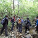 노루오줌 연삼 세신 더덕 노루발풀 산마(참마) 이미지