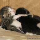 쪽빛나라 이미지