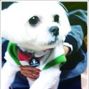 이모네 강아지 이미지