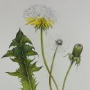 민들레수예점 이미지