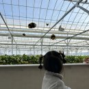 붕붕어린이집 | [포항] 아기랑 딸기체험 가성비 갓!! 붕붕 벌도 있는데 허겁지겁 도망나옴