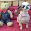 로즈펫살롱 이미지