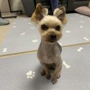 그루밍펫살롱 이미지