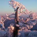 태백산 눈꽃축제 (1월 27일/토) 이미지