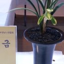 대목난원