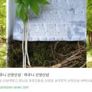 강원산삼