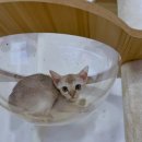 요기독 강아지분양 고양이분양 수원본점 | 안산싱가푸라고양이분양 알아봤는데 오케이독 부천본점 만한 곳 없네요