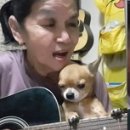 댕댕이천사 이미지