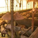 춘달농장 이미지