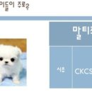 또치PC 이미지