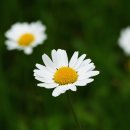 데이지 이미지