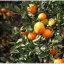 억새풀농장 이미지