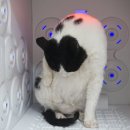 코냥코냥 이미지