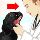 버팔로동물병원 이미지