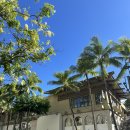 [개포3] (방학특강)블루베리 레어치즈케이크 | Hawaii🌴
