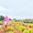 (11/21) 성인_하트키링 만들기 | 서울 상암 하늘공원 억새축제 2025 맹꽁이열차 위치 탑승장