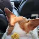 더본 동물병원 이미지