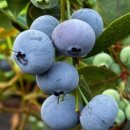 항산농장 이미지