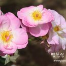 나별해당화