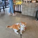 고덕동성당 | 서울 카페 서울 애견동반 강동구 가볼만한곳 고덕동 카페 스탁