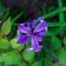 고바우 민박 이미지