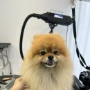 뽀송뽀송 강아지 미용실 이미지