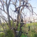 인세니티cpx , 비브라플렉스아모어 이미지