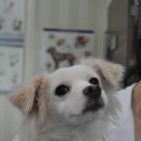 똥꼬발랄 이미지