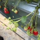 행복한농장 | [영농창업일지 #9] 현장벤치마킹 : 세종 행복한 농장, 포시즌베리