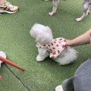 퍼피몽몽 | 일상 (네스트 입양마당, 한남동 데이트, 신혼집밥, 맛집공유, 강아지와 함께하는 일상 등)