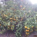 우영농장 이미지