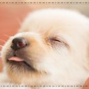 행복한동물병원 이미지