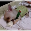 소망애견 이미지