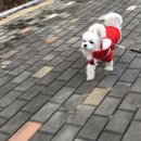 리프리오 이미지