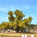 장덕리은행나무 이미지