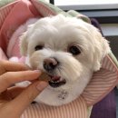 서동가축약품 | 강아지유산균 눈영양제 하이비오 애견영양제 2종 할인정보 공유