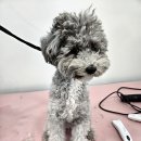 지오애견미용샵 이미지