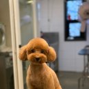 바닐라 애견샵 이미지