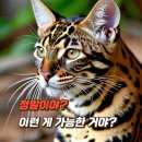Healthy Cat 이미지