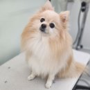 멍멍멍 | 안산애견미용 멍멍멍 후기! 강아지가 스트레스 없이 예뻐지는 곳!